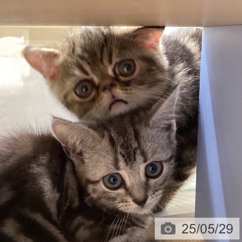 エキゾチックの写真