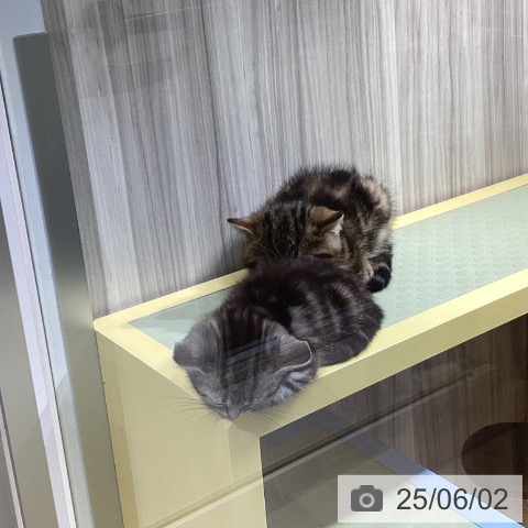 エキゾチックの写真