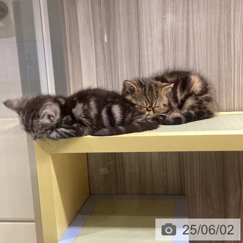 エキゾチックの写真