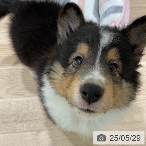 シェットランド・シープドッグの写真