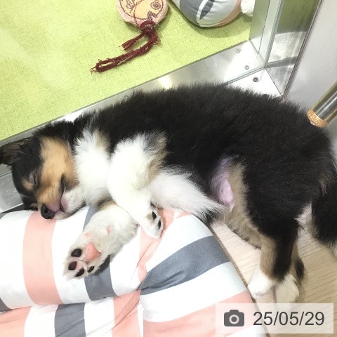 シェットランド・シープドッグの写真