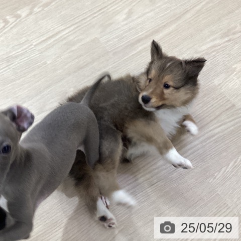 シェットランド・シープドッグの写真