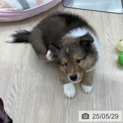 シェットランド・シープドッグの写真