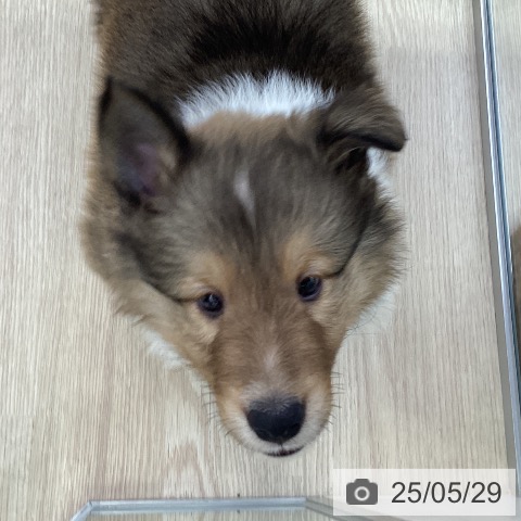シェットランド・シープドッグの写真