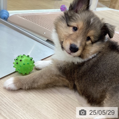 シェットランド・シープドッグの写真