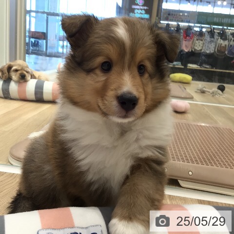シェットランド・シープドッグの写真