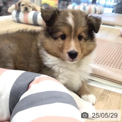 シェットランド・シープドッグの写真