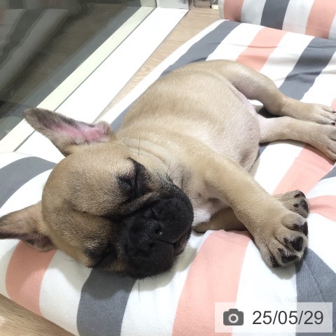 フレンチ・ブルドッグの写真