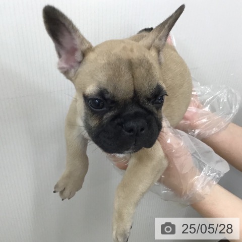 フレンチ・ブルドッグの写真