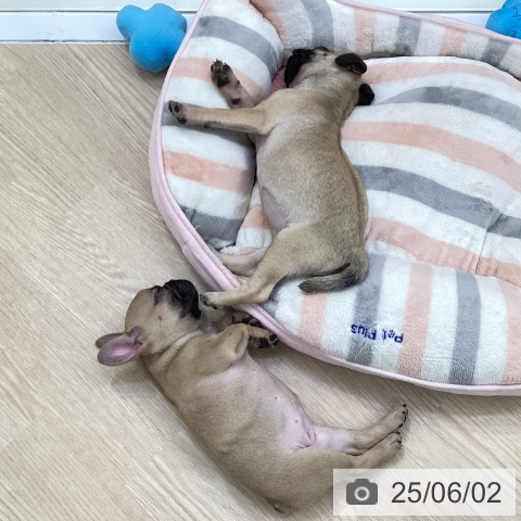 フレンチ・ブルドッグの写真