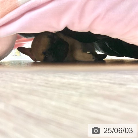 フレンチ・ブルドッグの写真