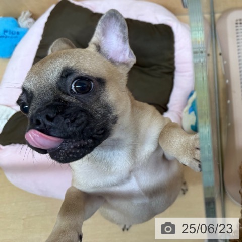 フレンチ・ブルドッグの写真