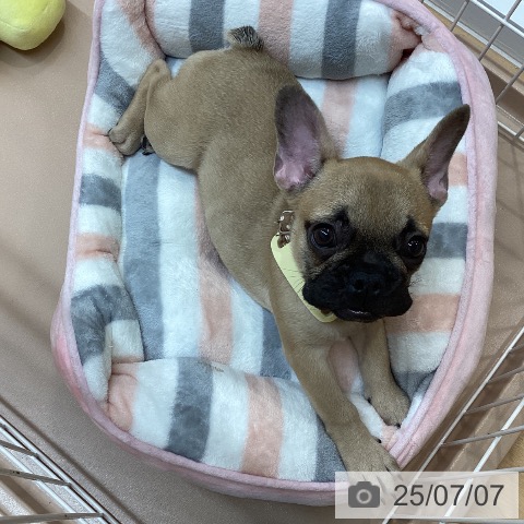 フレンチ・ブルドッグの写真