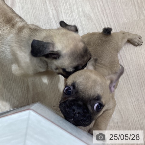 フレンチ・ブルドッグの写真