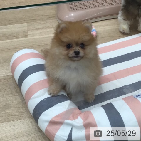 ポメラニアンの写真