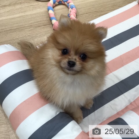 ポメラニアンの写真
