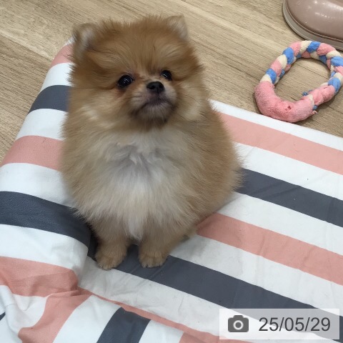 ポメラニアンの写真
