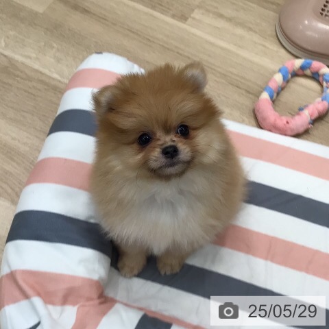 ポメラニアンの写真