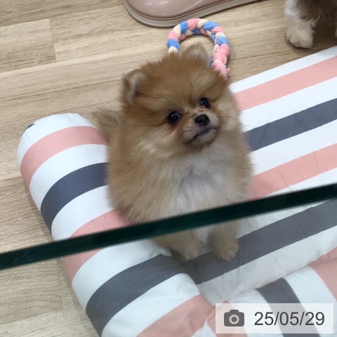 ポメラニアンの写真