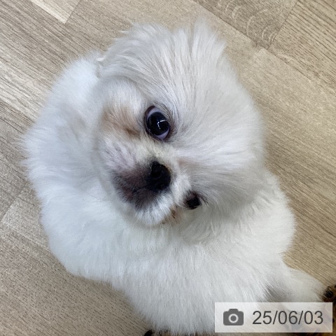ペキニーズの写真