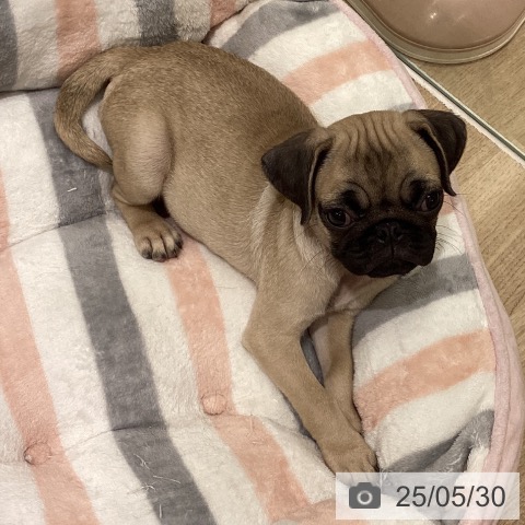 パグの写真