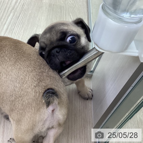 パグの写真