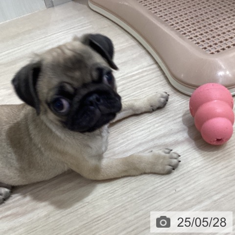 パグの写真