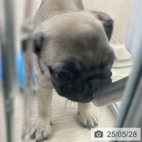 パグの写真