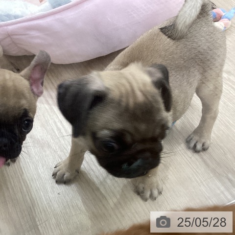 パグの写真