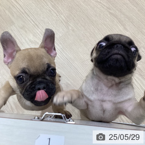 パグの写真