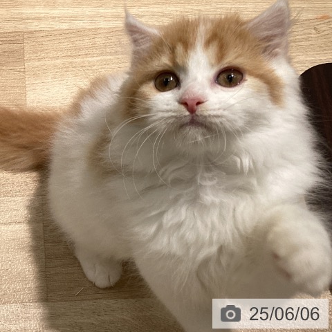 スコティッシュフォールドの写真