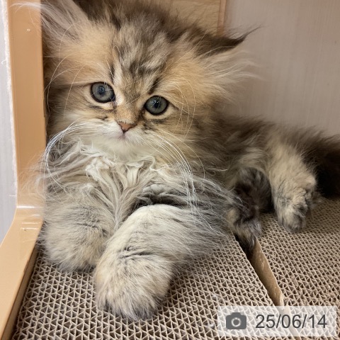 ペルシャの写真