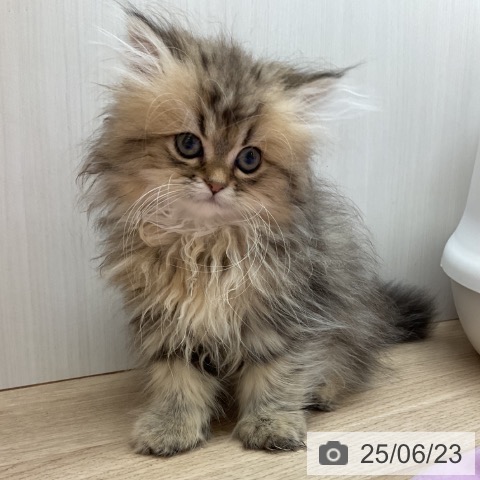 ペルシャの写真