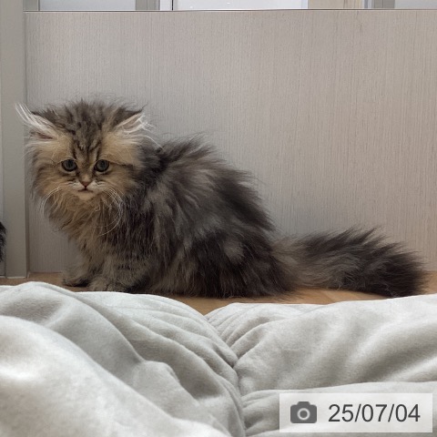 ペルシャの写真