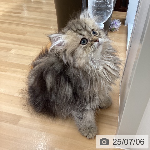 ペルシャの写真