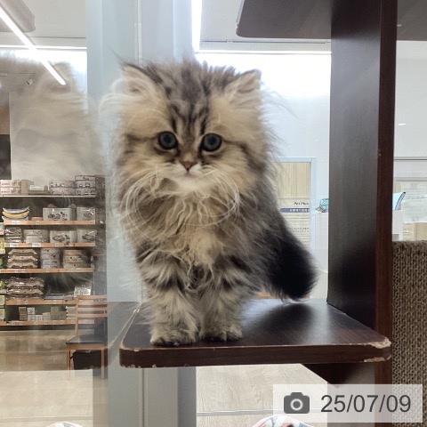 ペルシャの写真