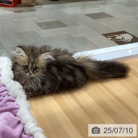 ペルシャの写真