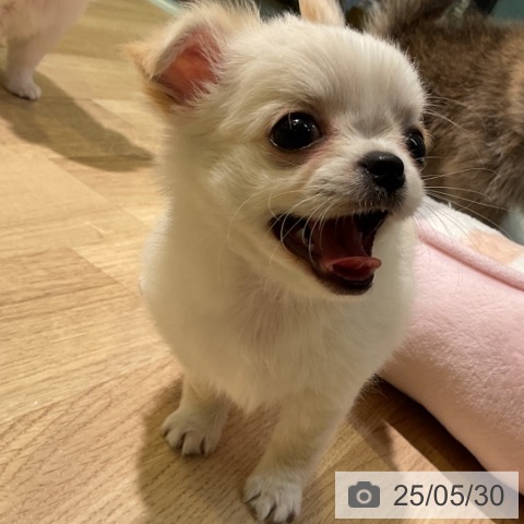 チワワの写真