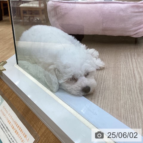 ビション・フリーゼの写真