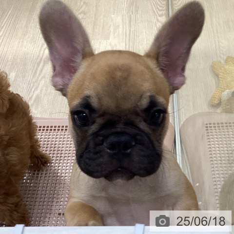 フレンチ・ブルドッグの写真