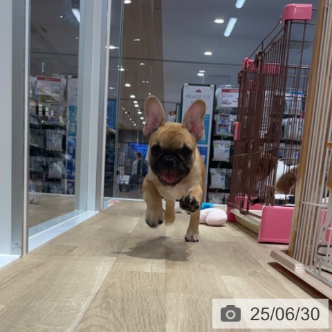 フレンチ・ブルドッグの写真