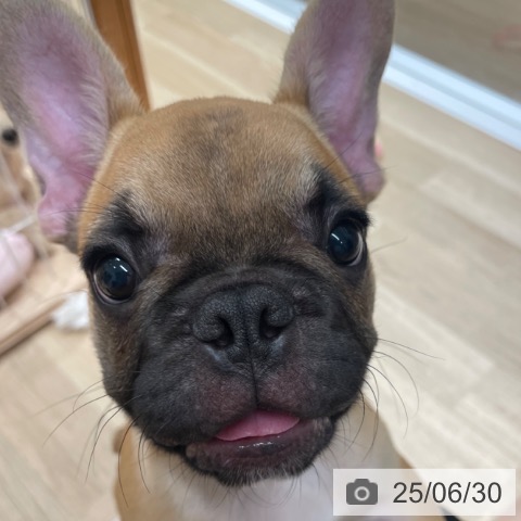 フレンチ・ブルドッグの写真