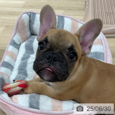 フレンチ・ブルドッグの写真