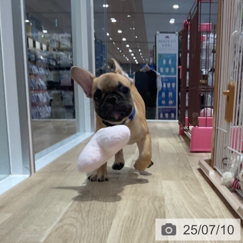 フレンチ・ブルドッグの写真