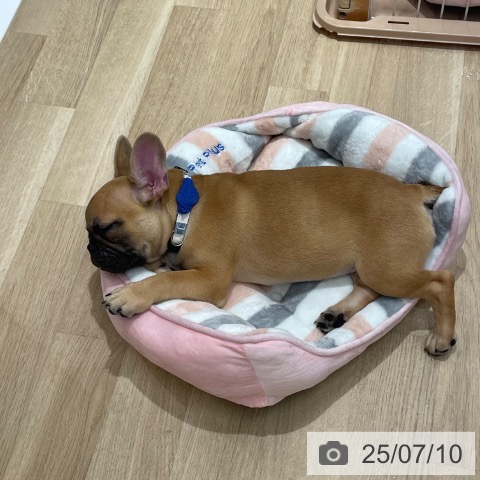 フレンチ・ブルドッグの写真