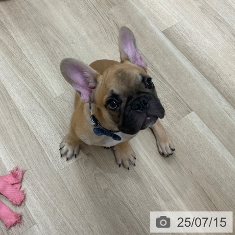 フレンチ・ブルドッグの写真