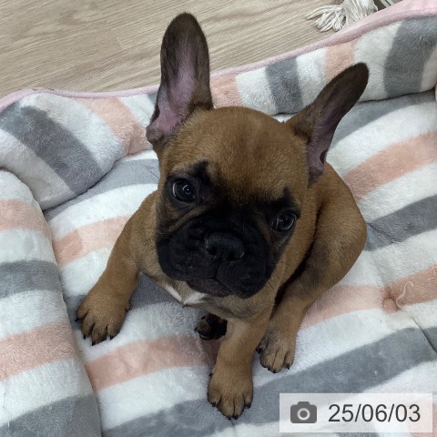 フレンチ・ブルドッグの写真