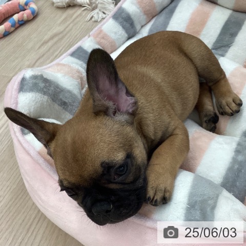 フレンチ・ブルドッグの写真