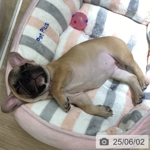フレンチ・ブルドッグの写真