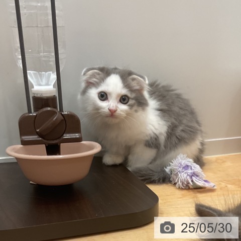 スコティッシュフォールドの写真